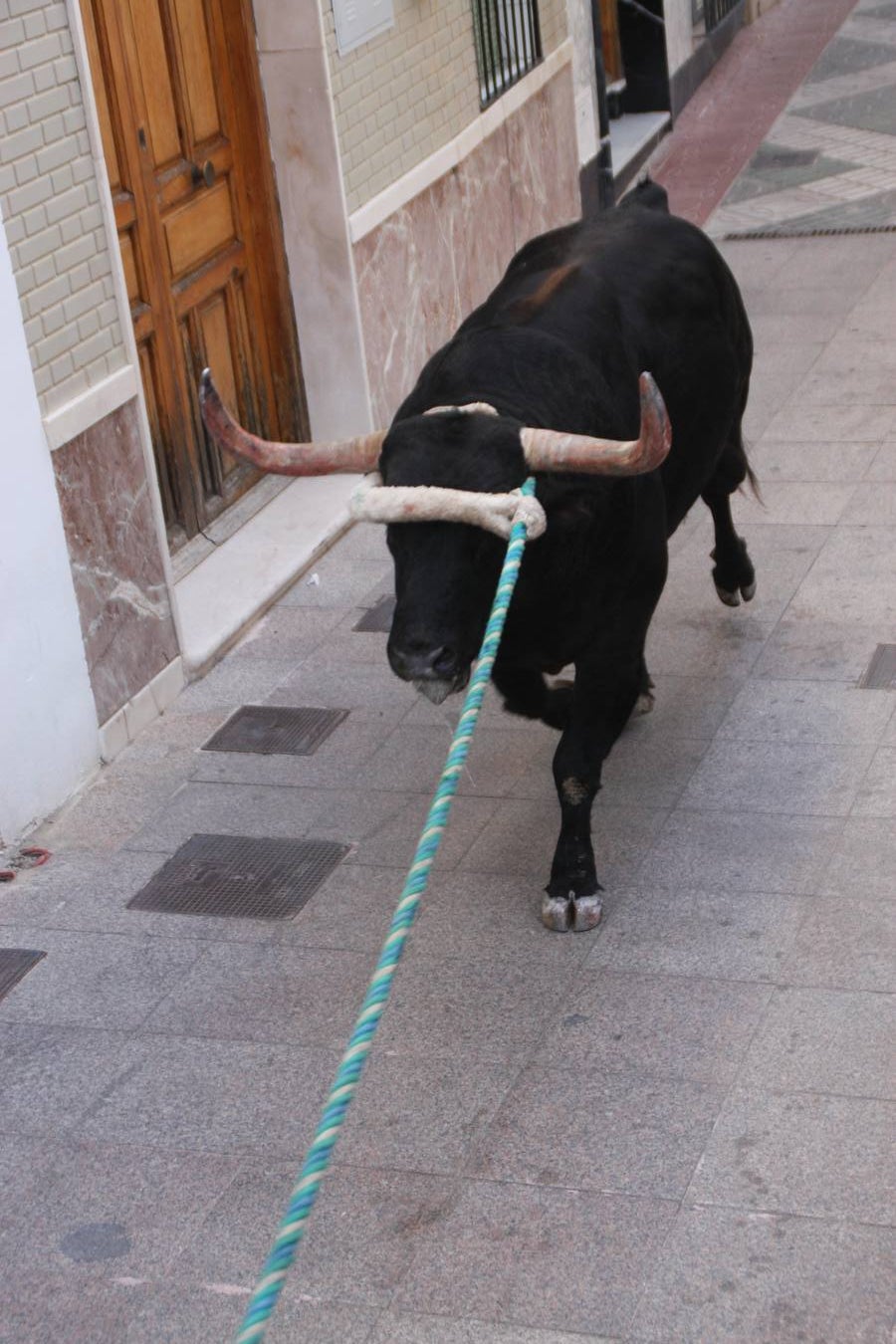 Fotos: la fiesta del Toro de Cuerda de Carcabuey