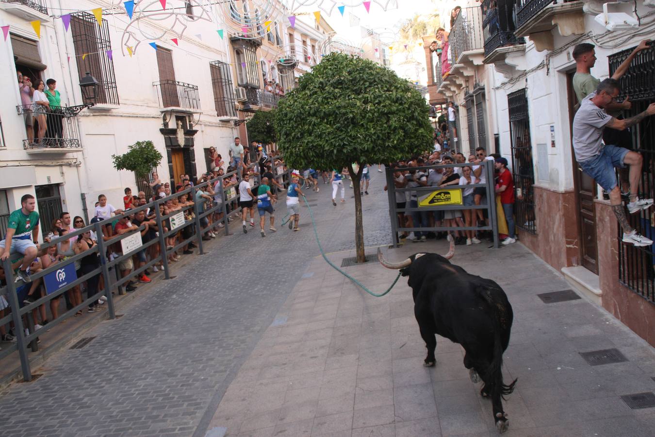 Fotos: la fiesta del Toro de Cuerda de Carcabuey