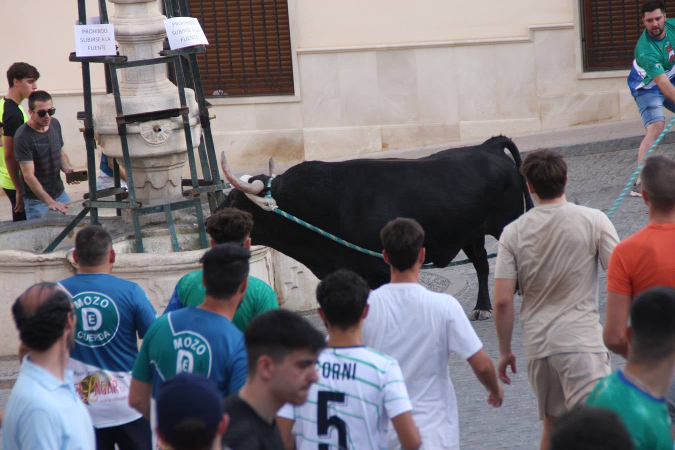 Fotos: la fiesta del Toro de Cuerda de Carcabuey