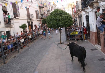 La fiesta del Toro de Cuerda de Carcabuey reúne a centenares de personas