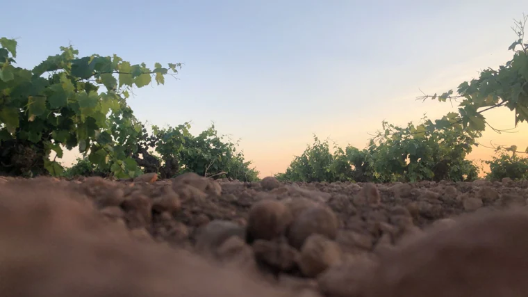 Jesús Malaño, el joven alquimista de 26 años que convierte la uva Airén de La Mancha en vinos únicos