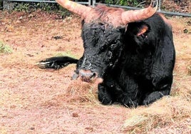 El 'covid de las vacas' vuelve al calor del verano