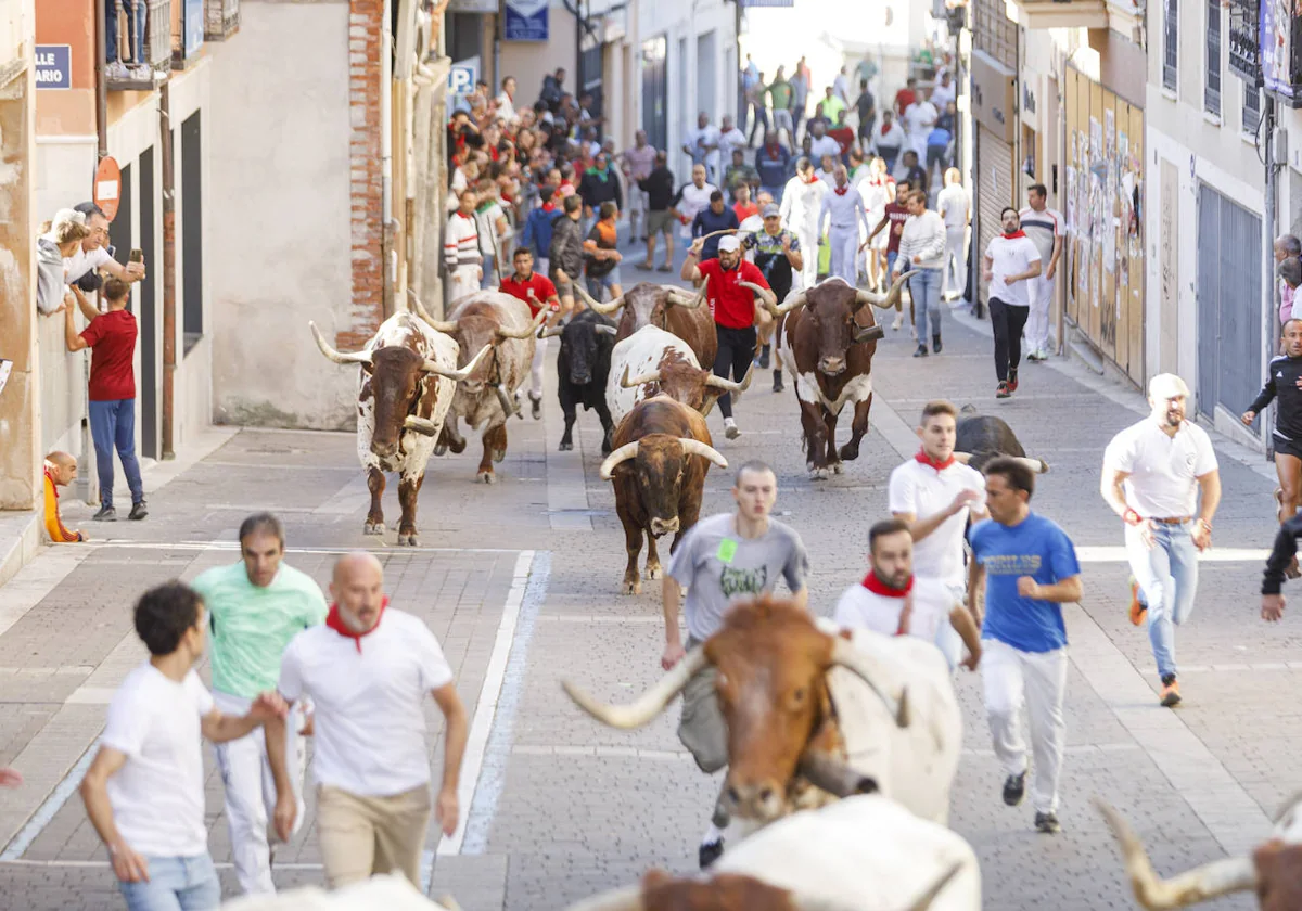 Cuéllar acoge un primer encierro de las fiestas en honor a Nuestra Señora del Rosario 2024