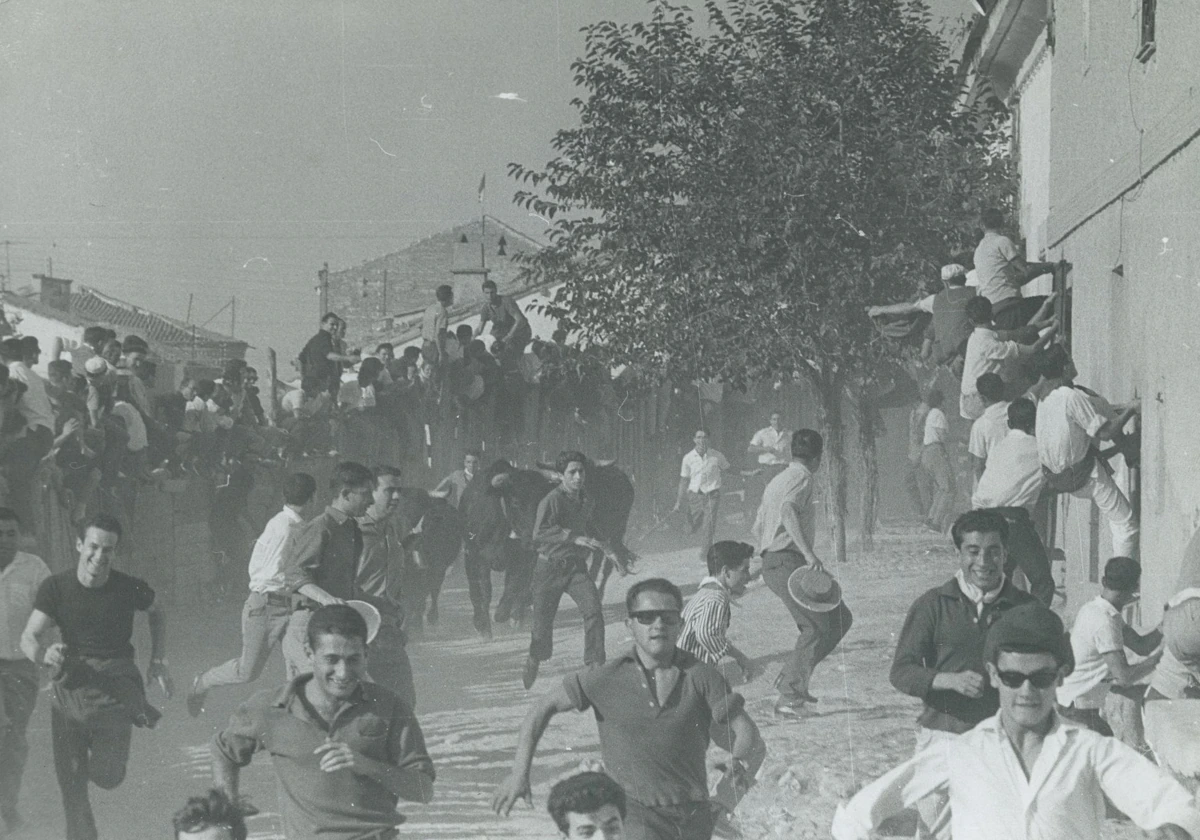 Mozos corriendo delante de los toros en un encierro en San Sebastián de los Reyes en 1961