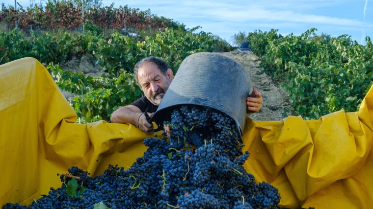 Un agricultor vuelca las uvas cargadas en un capazo durante la vendimia