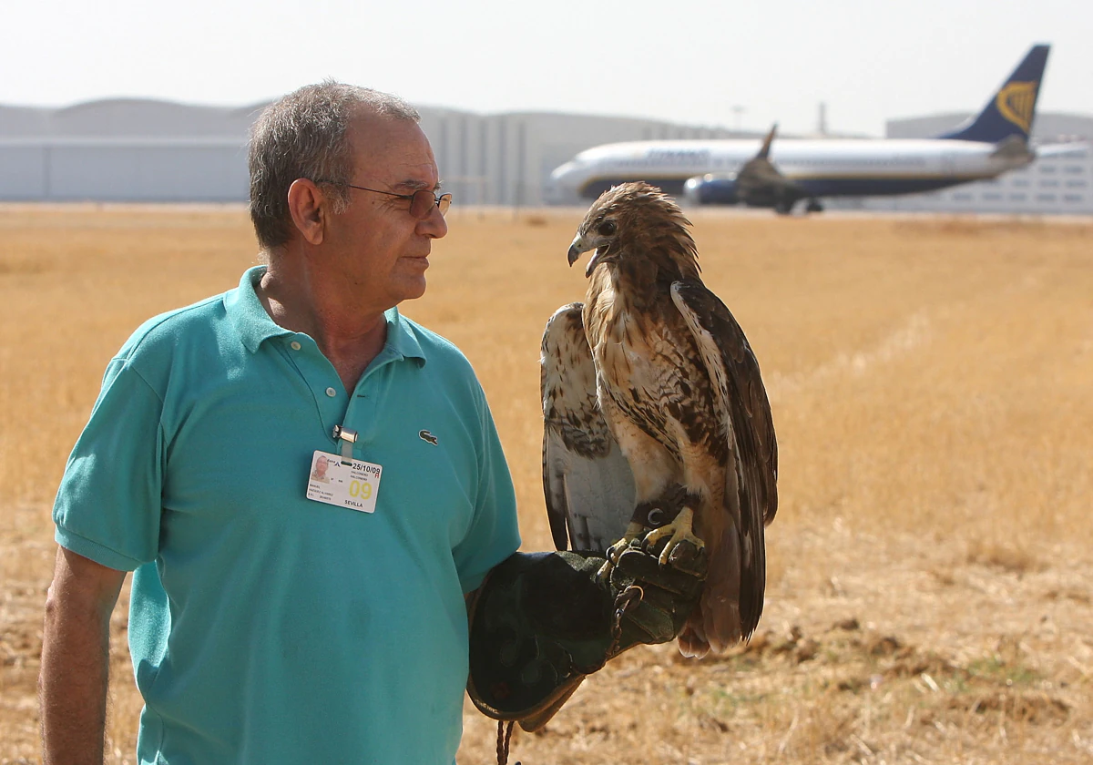 Un operario especializado en las labores de control animal aeroportuarias con un halcón