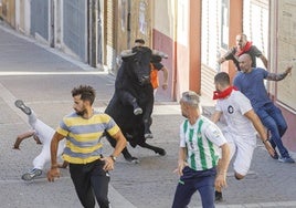 Un herido por asta de toro durante el tercer encierro de Cuéllar (Segovia)