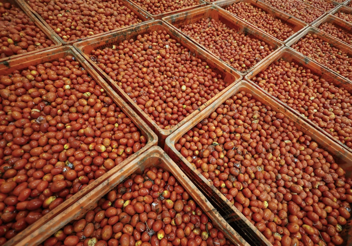 Imagen de los tomates que se utilizarán en la Tomatina de Buñol 2024