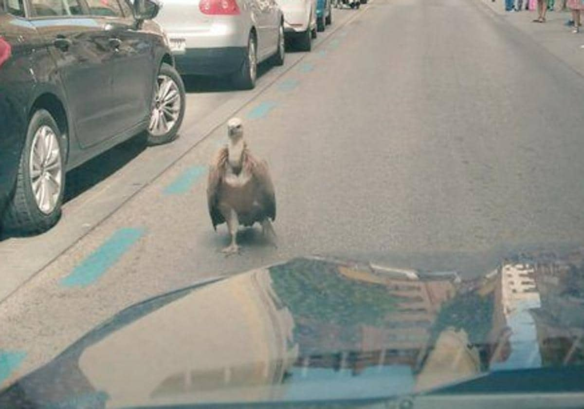 Imagen del buitre paseando por las calles de Albacete