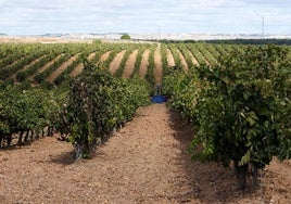 Asaja apoya el uso de la variedad Godello en la denominación de origen Rueda