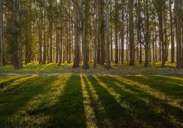 La Xunta asegura que la producción gallega de eucalipto actual puede abastecer a Altri