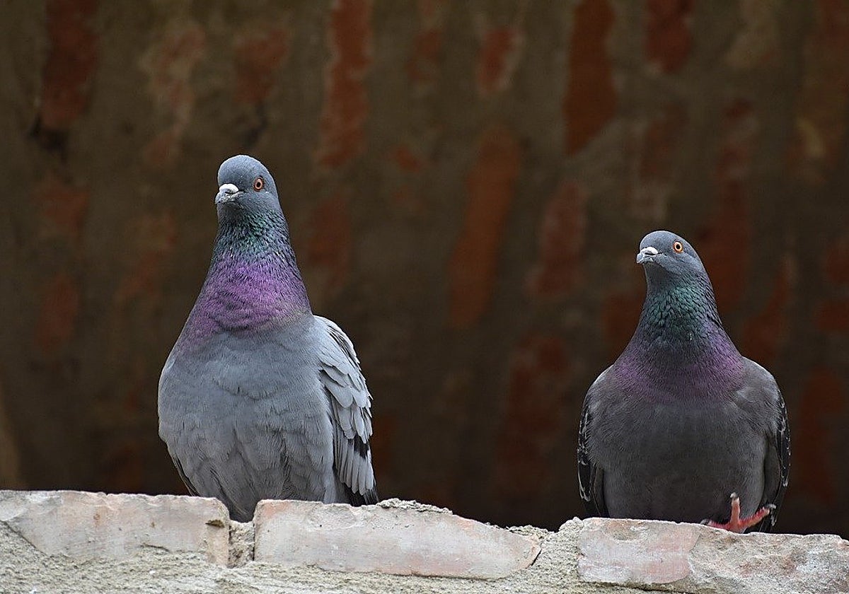 Imagen de archivo de unas palomas