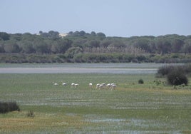 La oficina de coordinación del Plan Doñana de la Junta de Andalucía echa a andar en Huelva