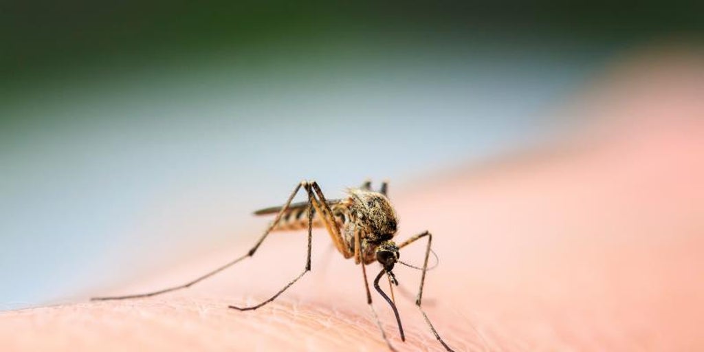 Detectada una epidemia de dengue autóctono en Tarragona