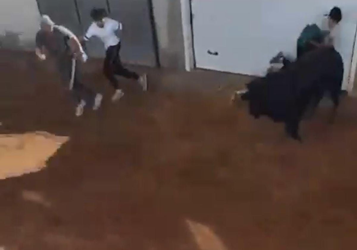 Momento de la cogida con el recortador ya en el suelo