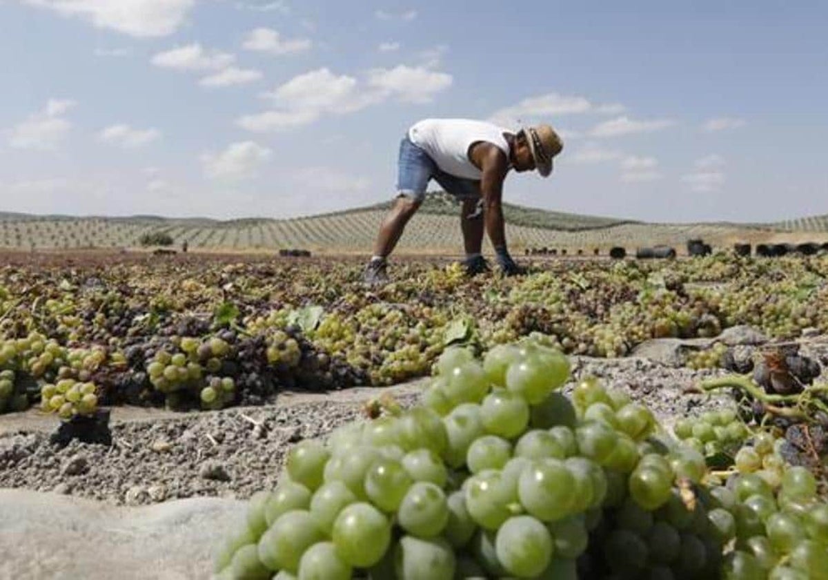 Los precios de la uva ponen «en jaque» a parte del viñedo de Castilla-La Mancha, según Asaja