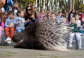 Bioparc Valencia: una gran aula abierta para escolares con visitas guiadas desde 11 euros