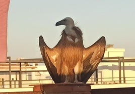 Un buitre aparece en la terraza de una casa de Córdoba y sorprende a los dueños