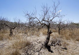 El Gobierno se desentiende de la sequía en la Comunidad Valenciana y cinco autonomías más y les conmina por carta a incentivar los seguros agrarios