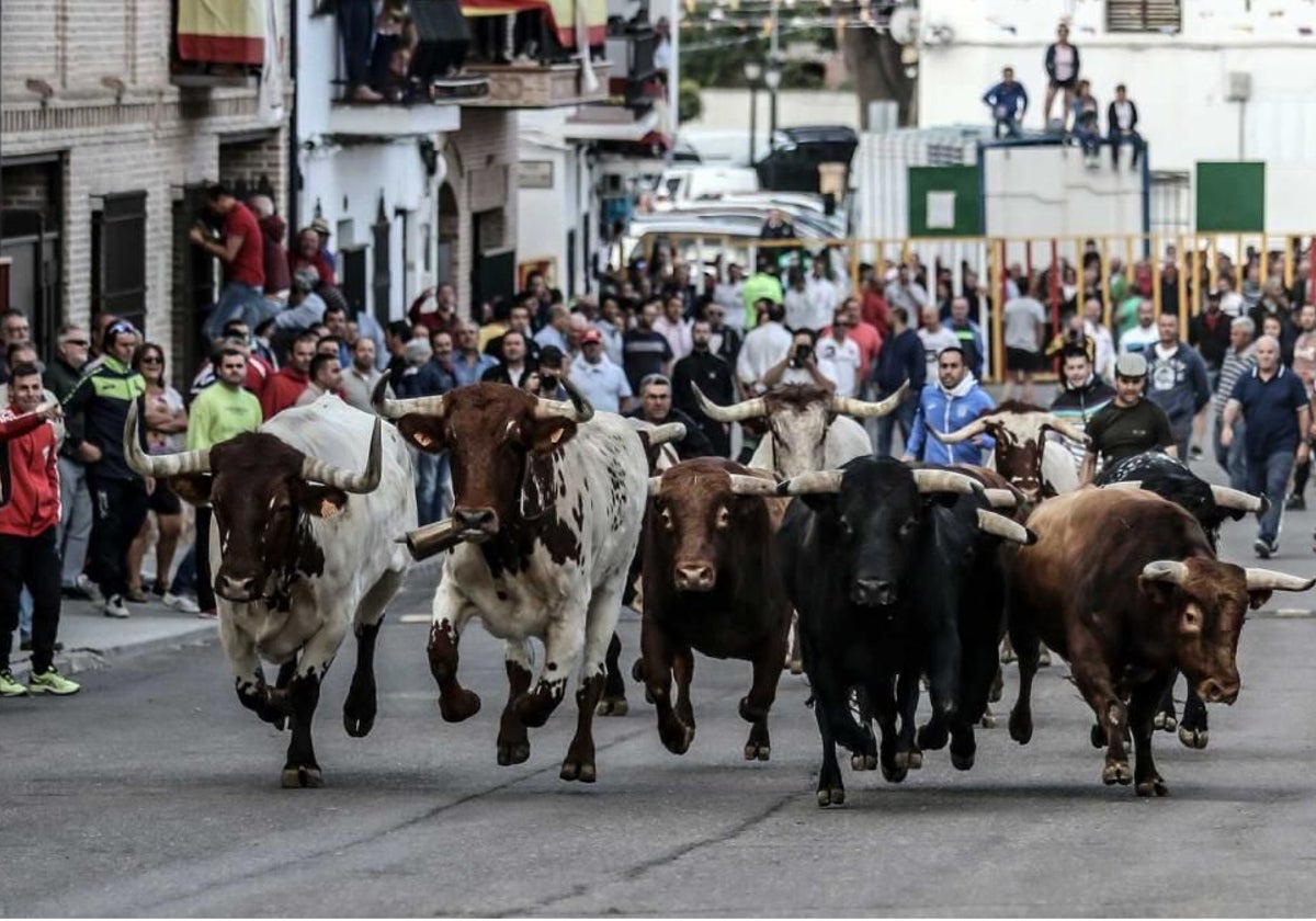 Los encierros se multiplican por numerosos pueblos de la provincia