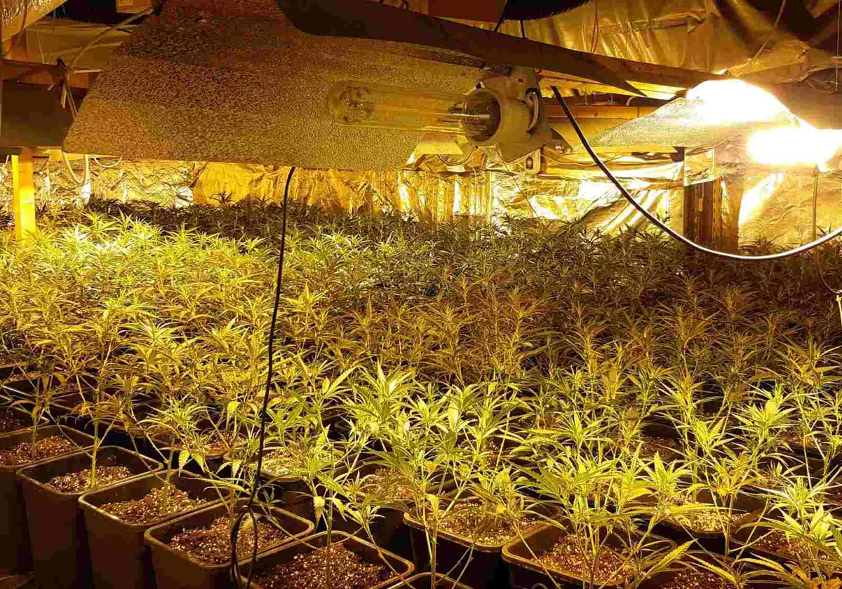 Imagen de archivo de una plantación 'in door' de marihuana