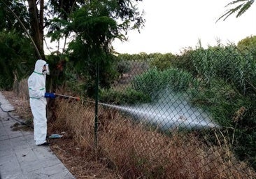 Un experto de la UCO, sobre el virus de Nilo: «Las medidas preventivas deberían aplicarse antes»