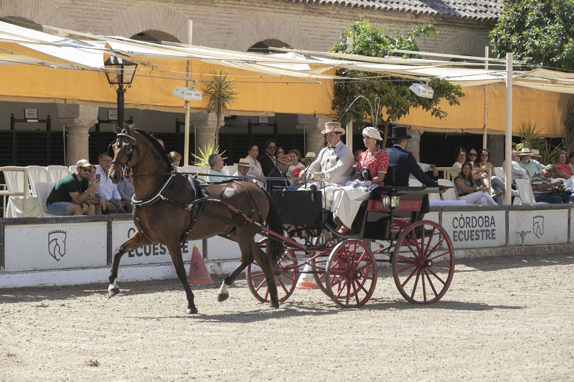 Fotos: el concurso de atalajes de tradición en Córdoba