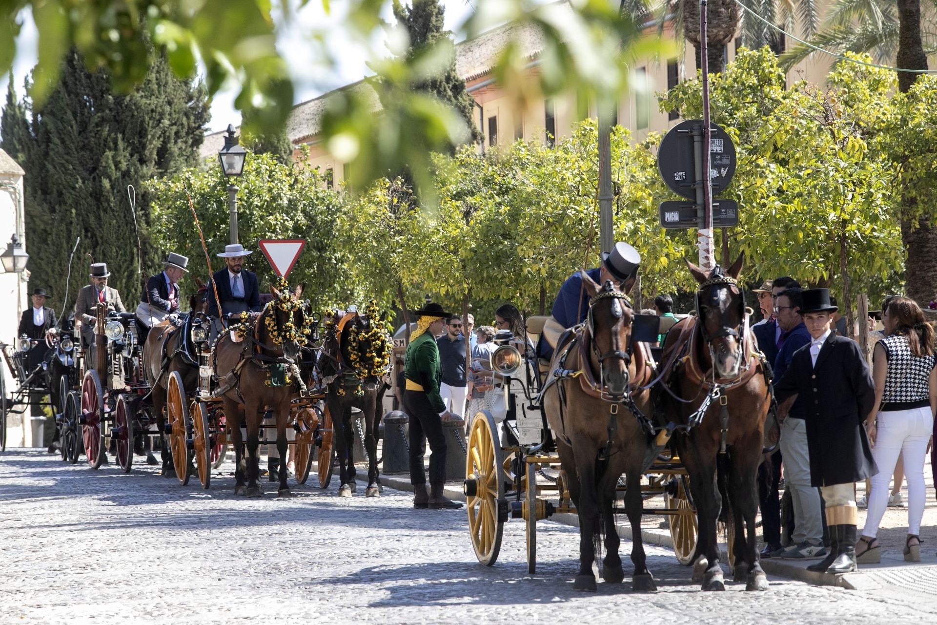 Fotos: el concurso de atalajes de tradición en Córdoba