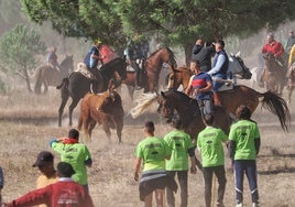 Violenta cogida del Toro de la Vega a un aficionado