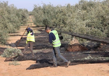 UGT, Asaja y Coag firman el convenio del campo, con una subida del 6,5 por ciento