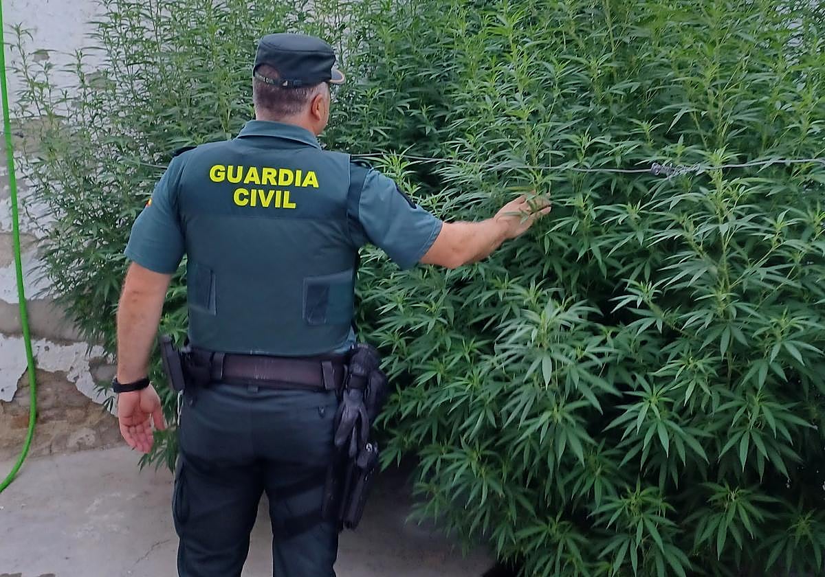 Un agente de la Guardia Cvil examina las plantas de marihuana intervenidas en el solar