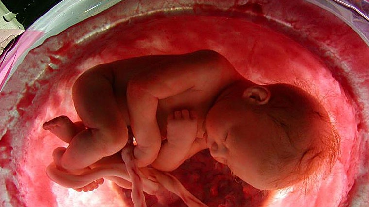 Imagen interior del útero materno