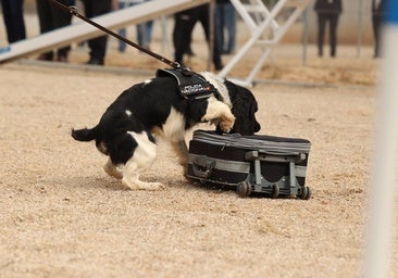 Un nuevo hogar para 'perros policía'