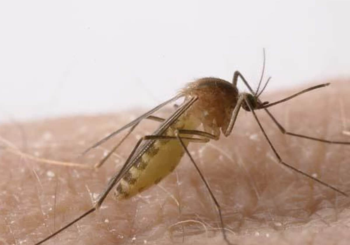 El mosquito culex, transmisor del viurs del Nilo Occidental