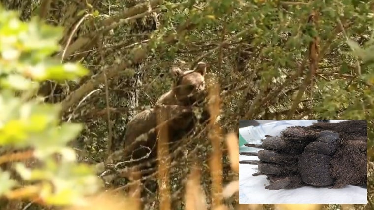 El osezno en el interior de la finca de aclimatación y un detalle de las quemaduras en sus patas