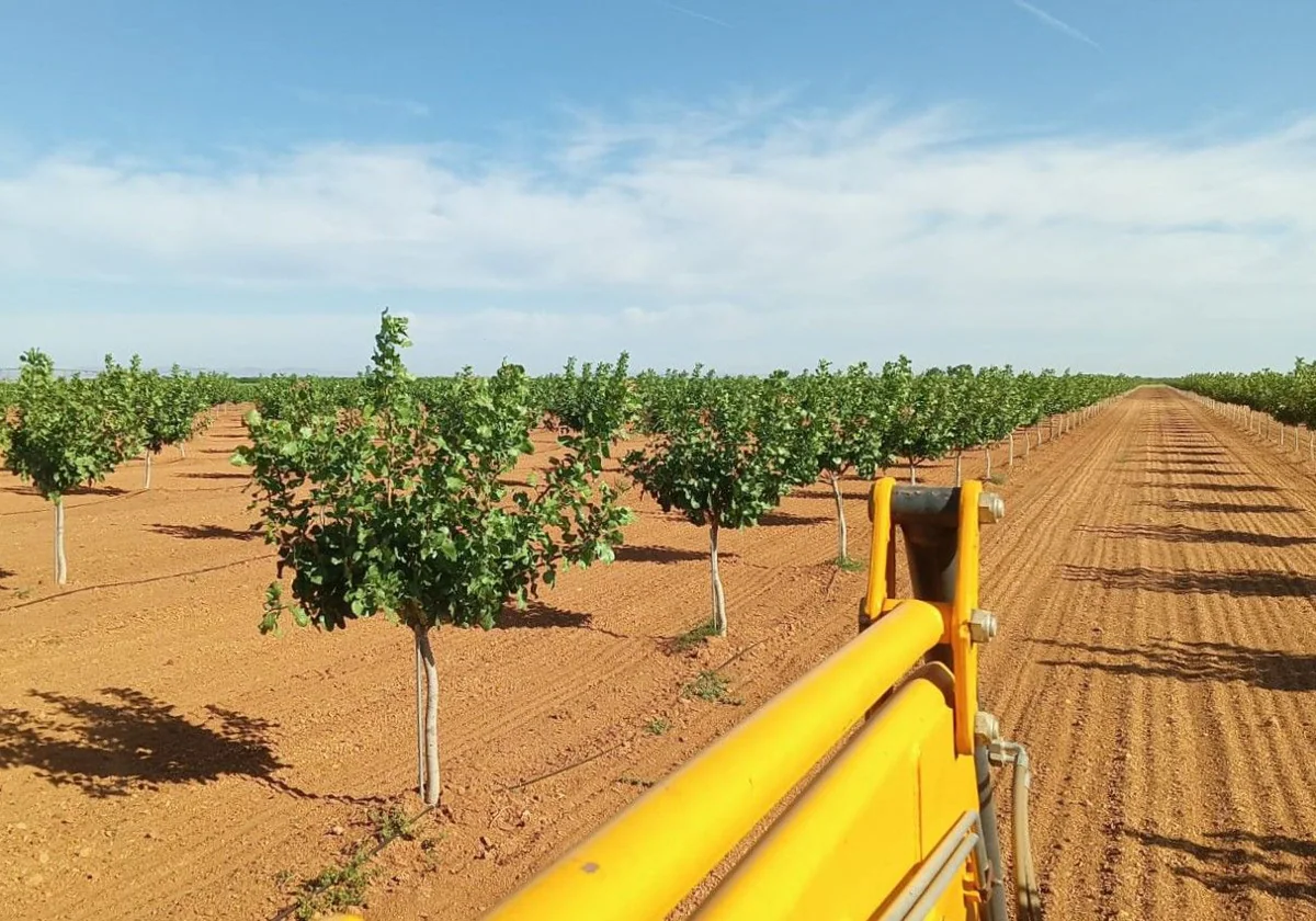 Faenza Capital lanza su IV plan de cultivo de pistachos en Castilla-La Mancha