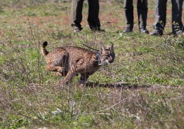 Encuentran un lince muerto tras ser atropellado en el Parque Natural Sierra Cardeña-Montoro