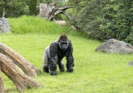 «Conocer para proteger»: el llamamiento de Bioparc para salvar a los gorilas de la extinción