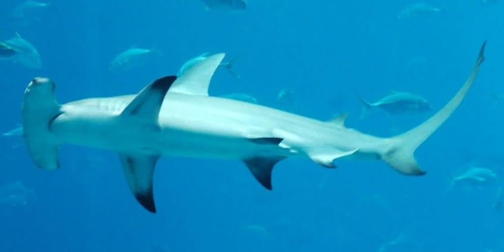 Tiburón martillo ataca y aterroriza a piragüista en aguas de Canarias Tiburón martillo ataca y aterroriza a piragüista en aguas de Canarias