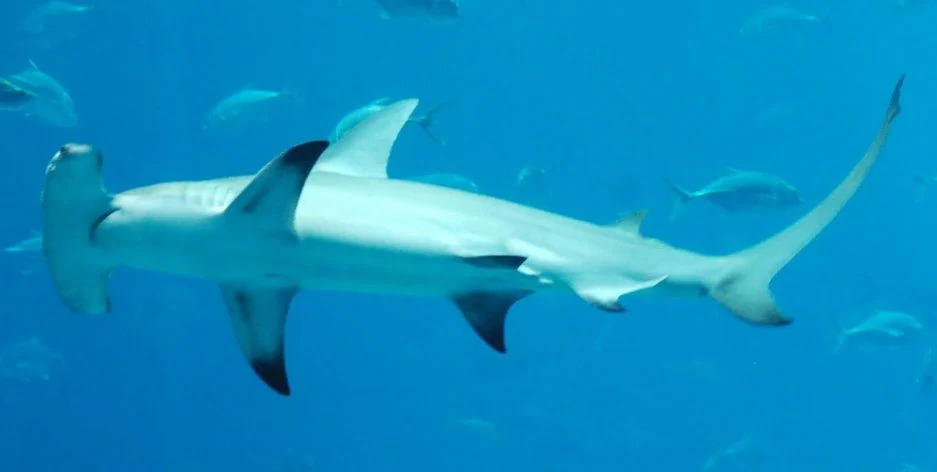 Un tiburón martillo nada en el mar en una imagen archivo