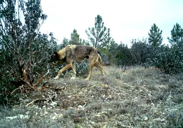 La Junta celebra que pueda rebajarse la protección del lobo y carga contra el Gobierno