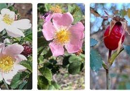 Descubiertas tres nuevas rosas silvestres en los volcanes más antiguos de Canarias