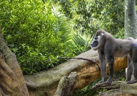 Bioparc Valencia lidera la conservación en España del dril, uno de los primates en mayor peligro de extinción de África