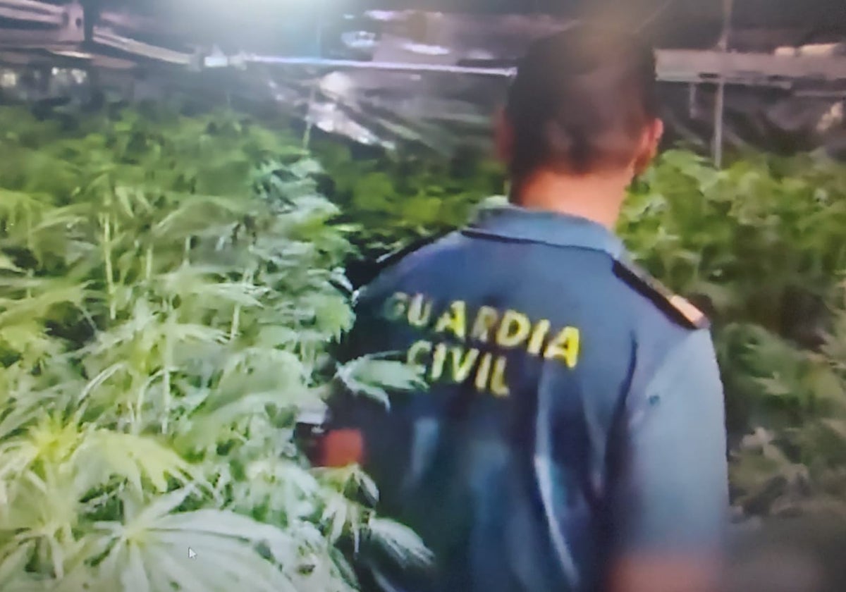 Un agente en el interior de la vivienda con la plantación de marihuana en Posadas