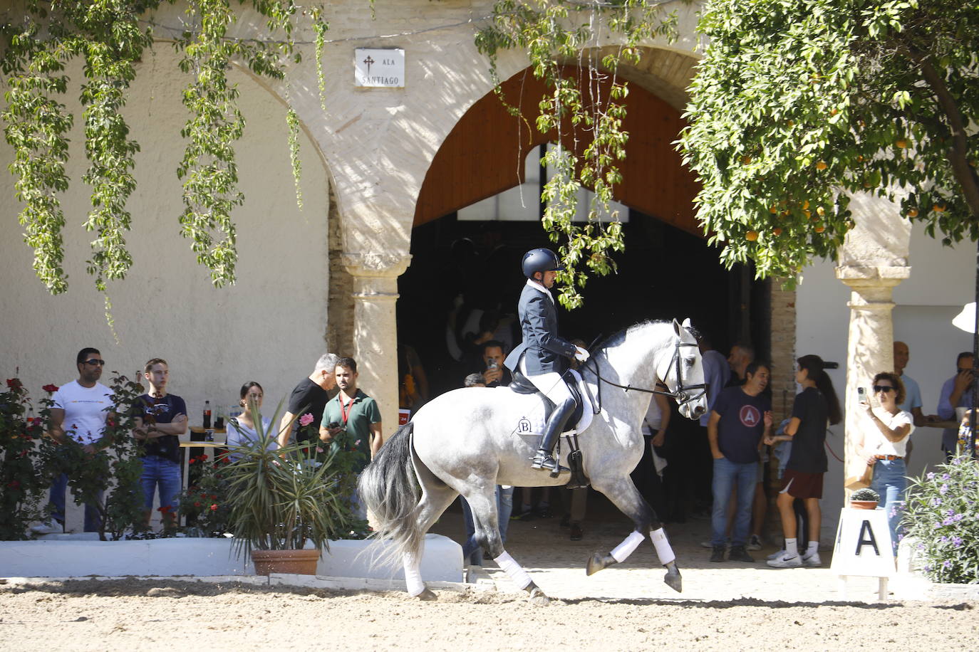 Fotos: el Concurso Morfológico de Pura Raza, en Caballerizas Reales