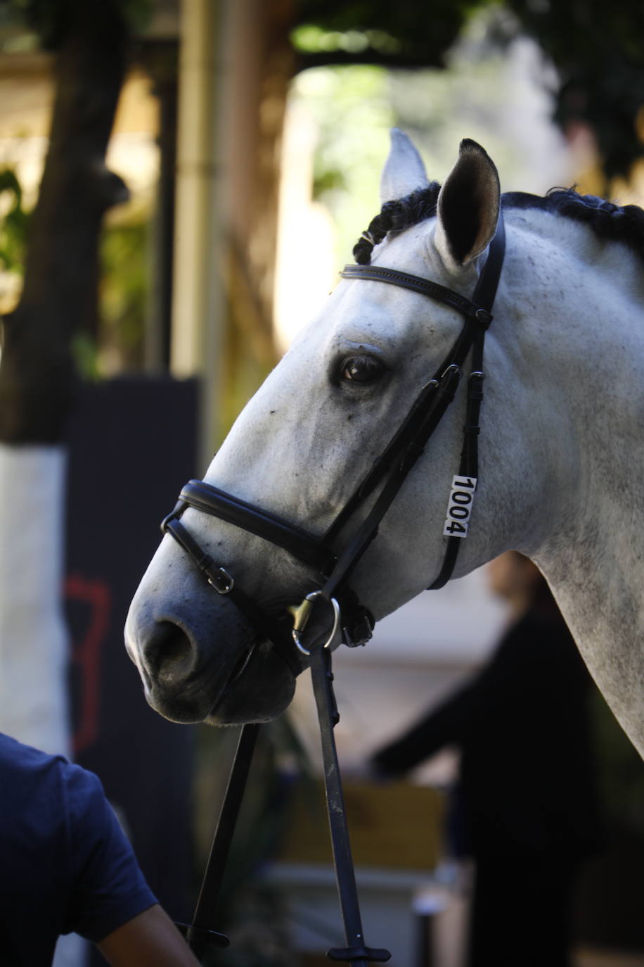 Fotos: el Concurso Morfológico de Pura Raza, en Caballerizas Reales