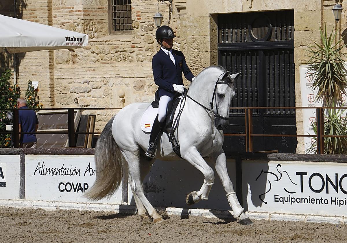 Ejemplar Pura Raza durante el concurso en Caballerizas Reales