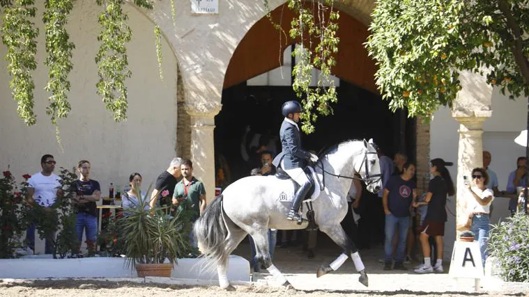 El Concurso Morfológico vuelve a celebrarse en el marco monumental de Caballerizas Reales