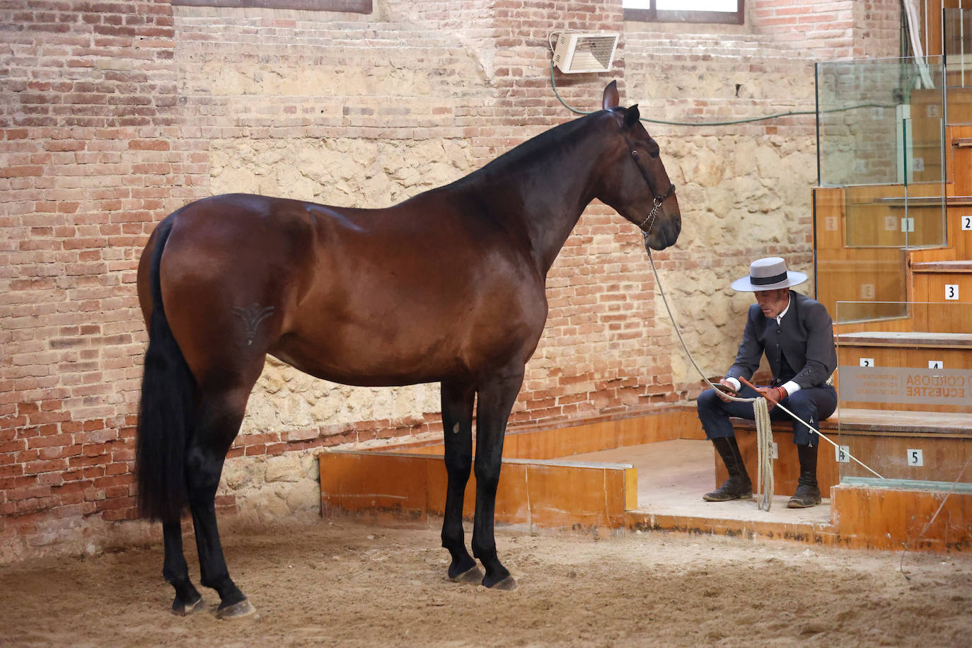 En imágenes, estética y excelencia en el Concurso Morfológico de Pura Raza en Cabalcor