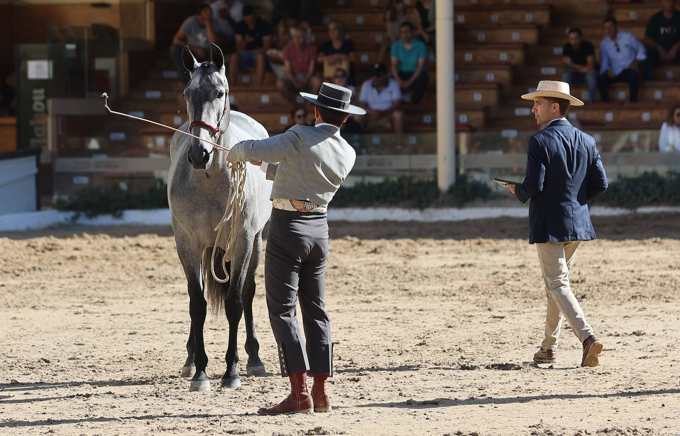 En imágenes, estética y excelencia en el Concurso Morfológico de Pura Raza en Cabalcor